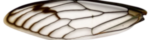 Cicada wing